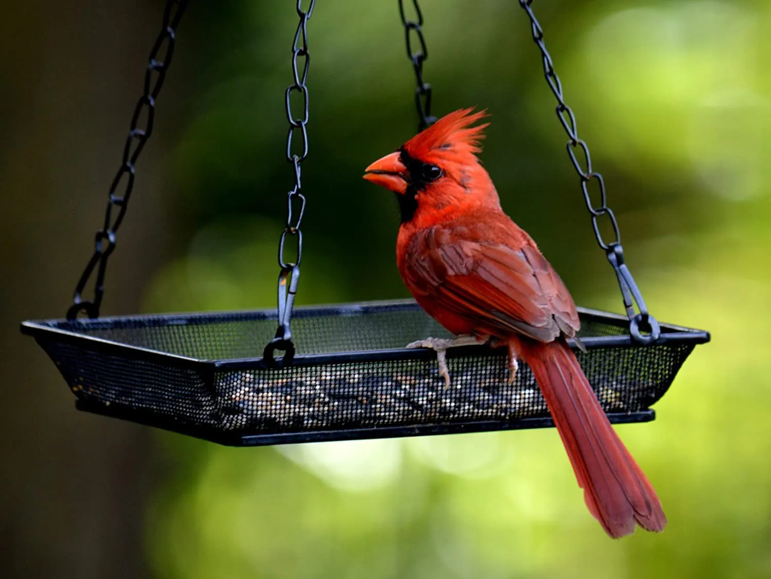 Spring Hanging Bird Feeder Tray Platform Metal Mesh Seed Tray